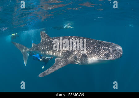 Divers swimming close to a Whale shark (Rhincodon typus), the largest modern fish. Whale sharks are an endangered species Stock Photo