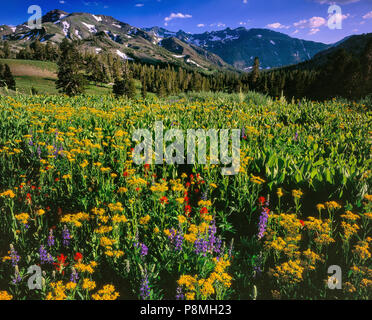 Lupin, Lupinus angustifolius, Groundsel, Senecio vulgaris, Corn Lily, Veratrum californicum, Carson-Iceberg Wilderness, Stanislaus National Forest, Si Stock Photo