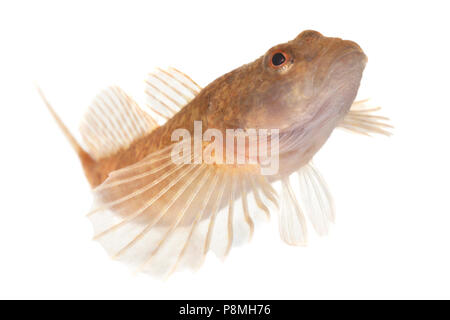 bullhead isolated against a white background Stock Photo