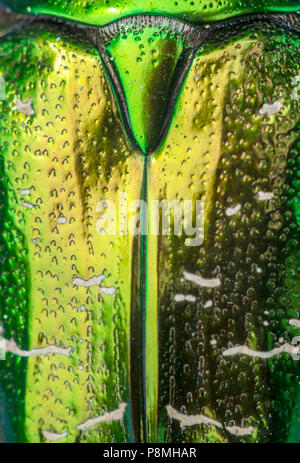marbled rose-chafer detail Stock Photo