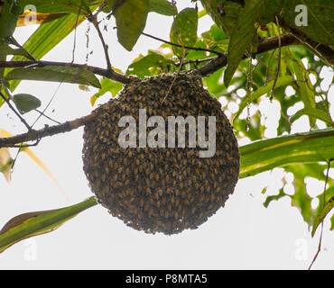 Honeybee swarm hanging on guava tree in nature after rainning Stock Photo