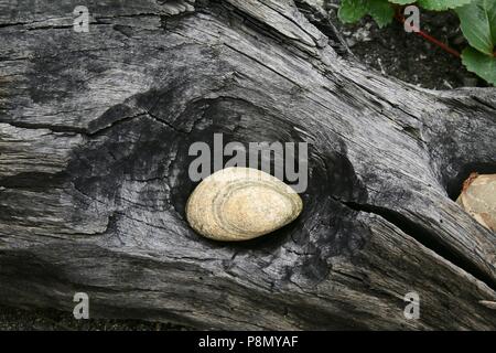 Light smooth river rock in a log Stock Photo