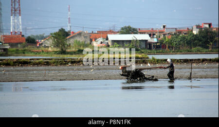 The farmer planting rice, Bandung, Indonesia, Asia. Stock Photo