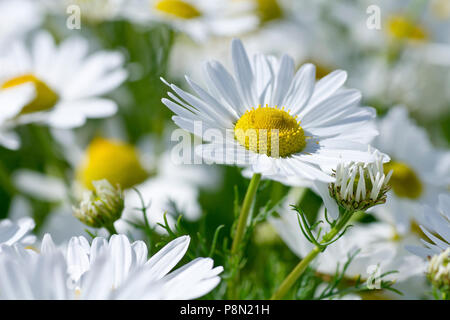Scentless Mayweed (tripleurospermum inodorum), close up of a single flower out of many. Stock Photo