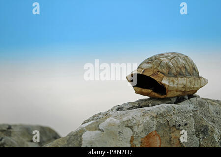 Empty little turtle shell of Testudo hermanni on stone with blue cloudy sky in background Stock Photo