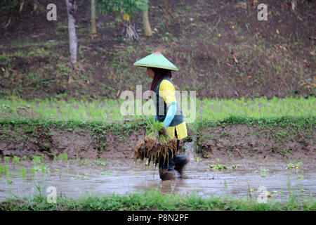 The farmer planting rice, Bandung, Indonesia, Asia. Stock Photo