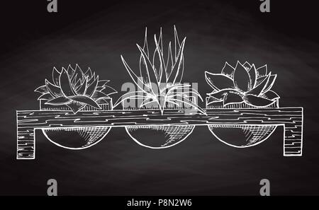 Sketch three succulents in pots on a wooden stand isolated on the chalkboard. Vector illustration. Stock Vector