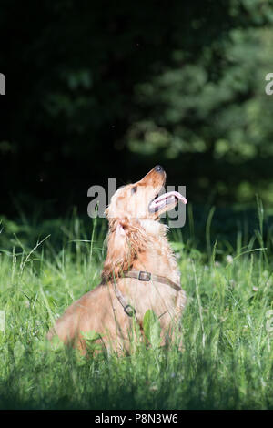 English cocker spaniel puppy six month Stock Photo
