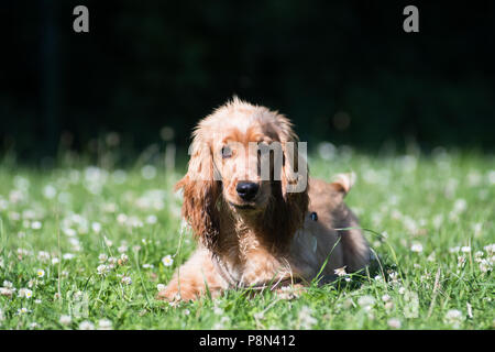 English cocker spaniel puppy six month Stock Photo