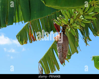 banana tree with banana blossom and blue sky Stock Photo