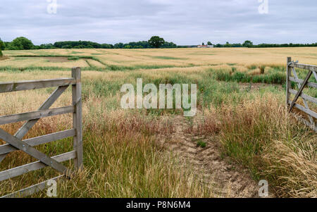 Open farm gate leading into field of oats during dry spell in summer in Beverley, Yorkshire, UK. Stock Photo