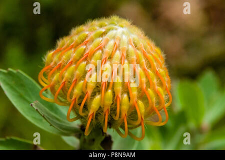 Pincushion Protea Stock Photo