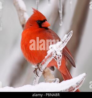 A striking red male cardinal perches on an ice covered branch during an ice storm. Stock Photo