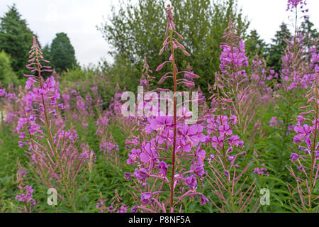 rosebay willow herb, chamerion angustifolium, epilobium angustifolium, fireweed, Stock Photo