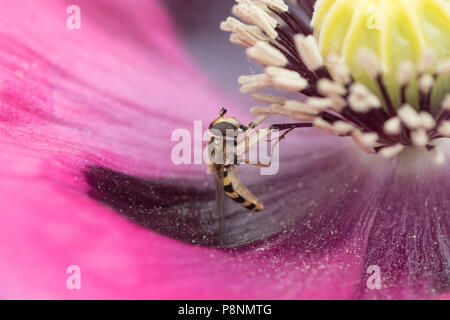 hoverfly eating pollen on purple poppy Stock Photo
