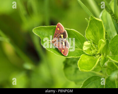 tiny micro-moth Pyrausta Aurata with gold and purple patterned scales on upper forewings and striped abdomen resting on green foliage Stock Photo