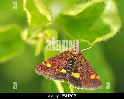 tiny micro-moth Pyrausta Aurata with gold and purple patterned scales on upper forewings and striped abdomen resting on green foliage Stock Photo