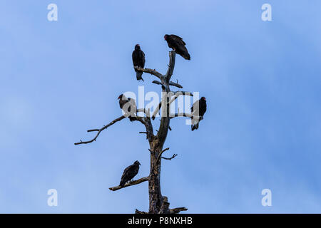 Five Turkey Vultures perched at the top of a dead tree in Payson, Arizona. Clear blue sky is in the background. Stock Photo