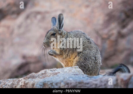 Southern Viscacha (Lagidium viscacia) sitting on its hind legs Stock Photo