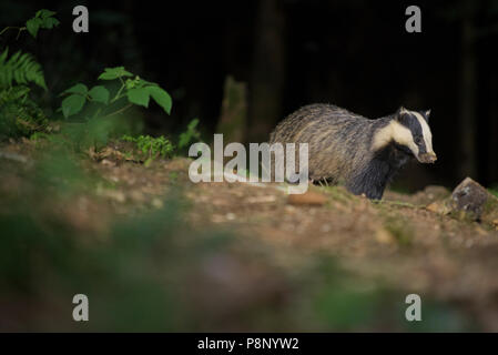 Badger in forest clearing Stock Photo