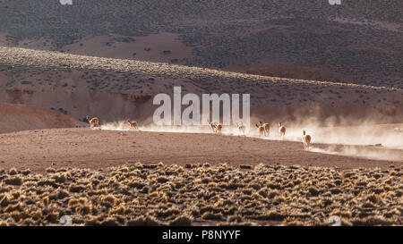 Herd of Vicuna's (Vicugna vicugna) flee in cloud of dust Stock Photo