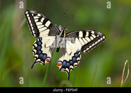 Old World Swallowtail (Papilio machaon) basking in the sun Stock Photo