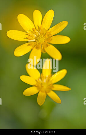 flowers of lesser celandine Stock Photo