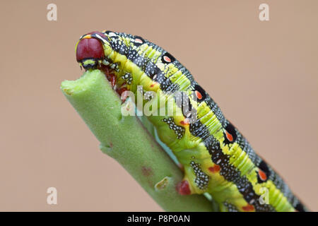 caterpillar of the Barbary Spurge Hawk-moth Stock Photo