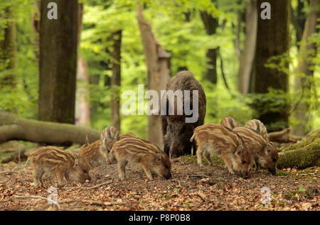 Group of young Wild Boars and their mother in a beech forest at spring. Stock Photo