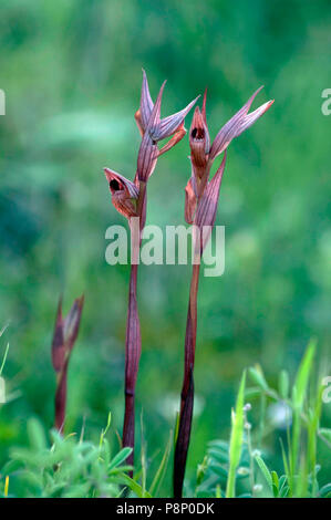 Small-flowered Serapias on shaded slope Stock Photo