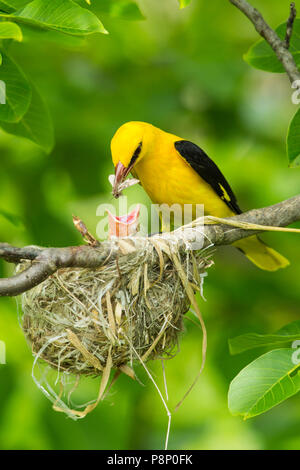Male Eurasian Golden Oriole (Oriolus oriolus) sitting near nest with moth in bill Stock Photo