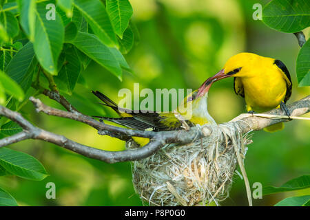 Pair Eurasian Golden Oriole (Oriolus oriolus) sitting near nest and male feeding female  with insects Stock Photo