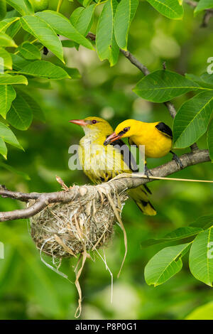 Pair Eurasian Golden Oriole (Oriolus oriolus) sitting near nest and male has insect in beak Stock Photo