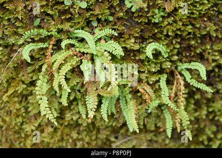 Green Spleenwort growing on rocks in the Slovenian alps Stock Photo