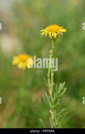 Flowering Golden-samphire Stock Photo