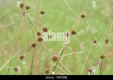 Flowering Round-headed Club-rush subspecies romanus with only one flowering head Stock Photo