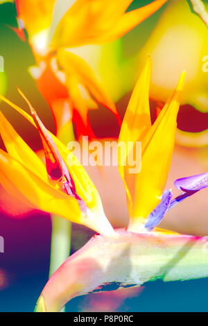 Abstract close up image of a Bird of Paradise flower (Strelitzia) Stock Photo