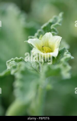 Flowering and fruiting Squirting cucumber Stock Photo