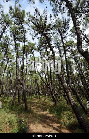 Maritime pine growing just behind the dunes Stock Photo