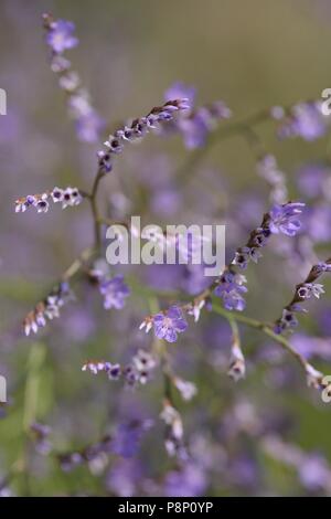 Flowering Lax-flowered Sea-lavender Stock Photo