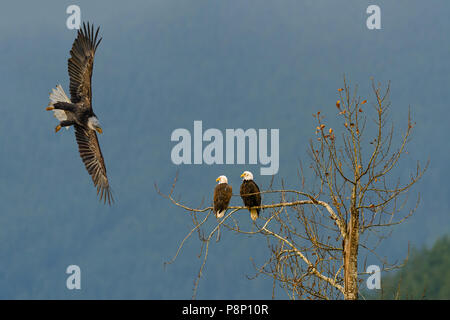 A pair of Bald Eagles (Haliaeetus leucocephalus) are sitting on a tree branch while a juvenile Bald Eagle flying around them and approaching from the  Stock Photo