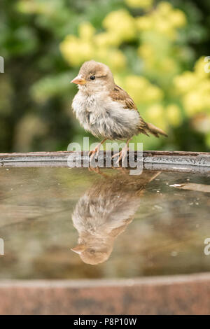 House sparrow juvenile - passer domesticus - reflected in bird bath - uk Stock Photo