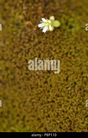 Dwarf plant of Common mouse-ear flowering between moss Stock Photo