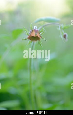 Flowering Water Avens in source forest Stock Photo