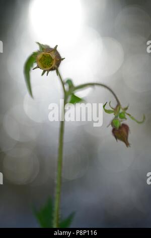 Flowering Water Avens in source forest Stock Photo