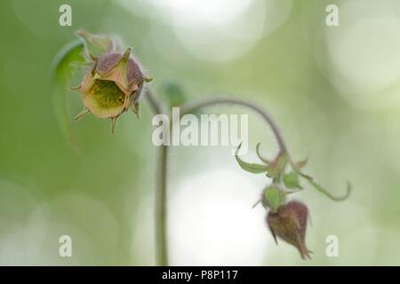 Flowering Water Avens in source forest Stock Photo