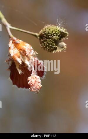 Flowering Copper Beech, a popular cultivar Stock Photo