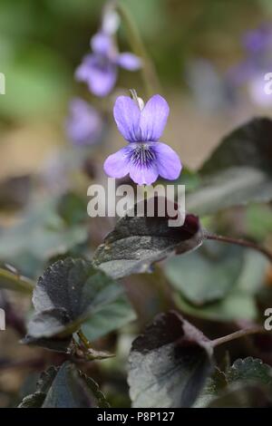 Flowering Viola riviniana 'Purpurea', a cultivar of the Common Dog Violet with dark purple leaves Stock Photo