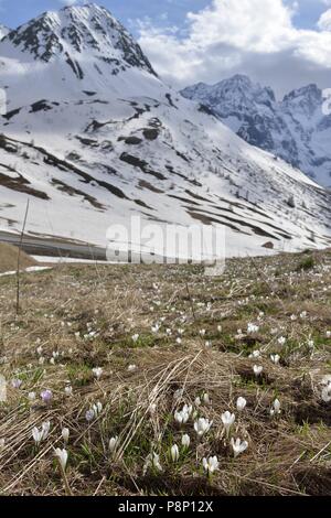 Flowering Spring Crocus on alpine meadow just after the snow has melted Stock Photo