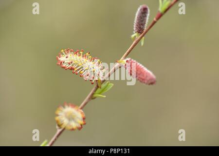 Flowering Purple Willow Stock Photo